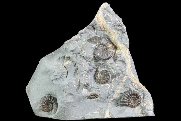 Ammonite (Promicroceras) Cluster - Somerset, England #86249